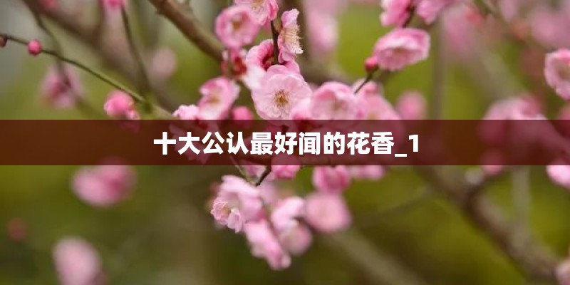 十大公认最好闻的花香_1
