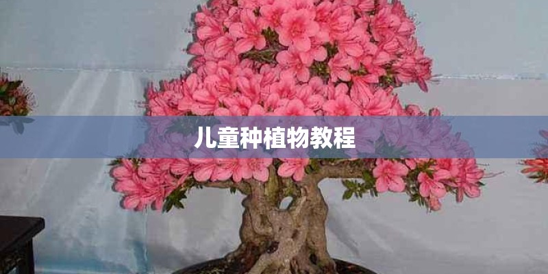 儿童种植物教程