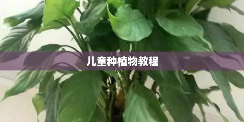 儿童种植物教程