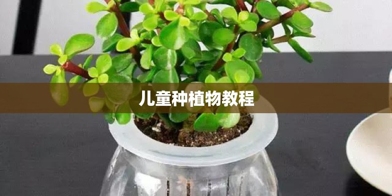 儿童种植物教程