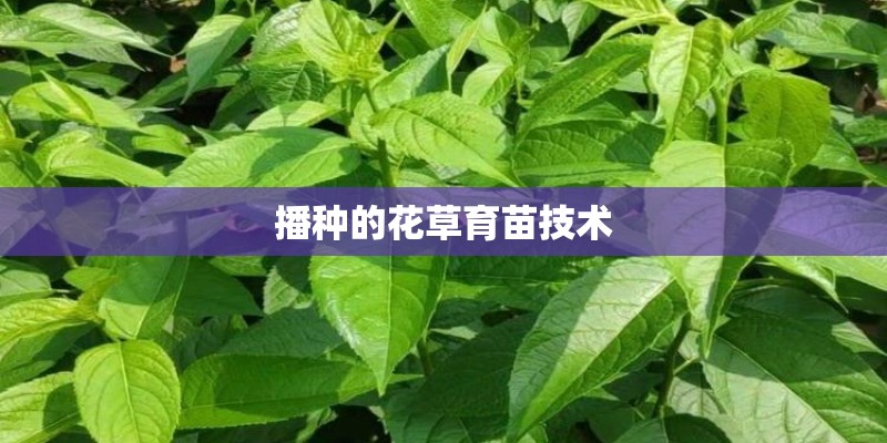 播种的花草育苗技术