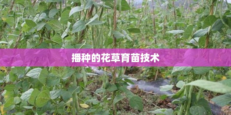 播种的花草育苗技术