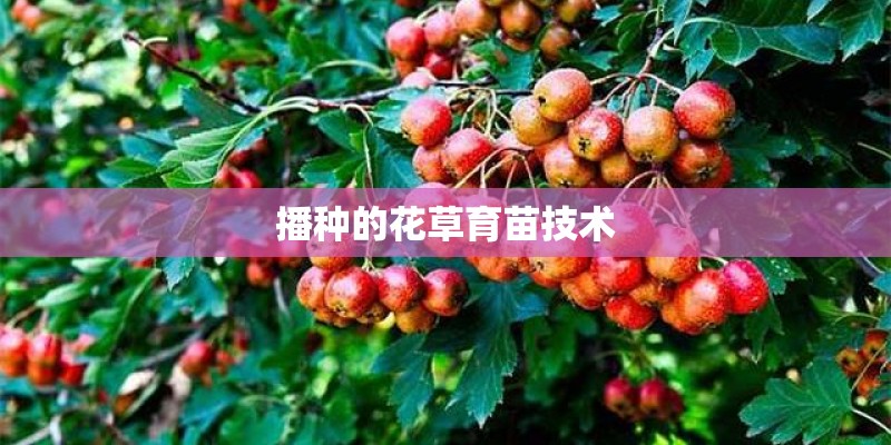 播种的花草育苗技术