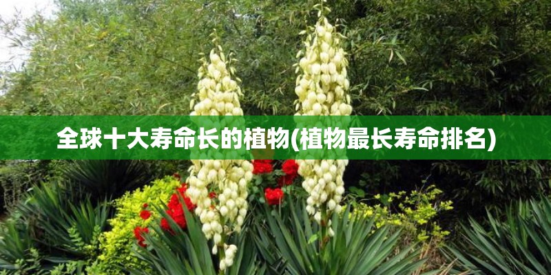 全球十大寿命长的植物(植物最长寿命排名)