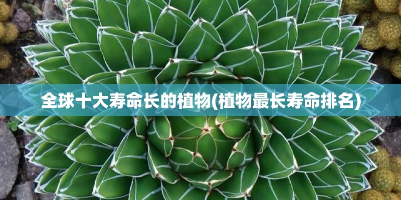 全球十大寿命长的植物(植物最长寿命排名)