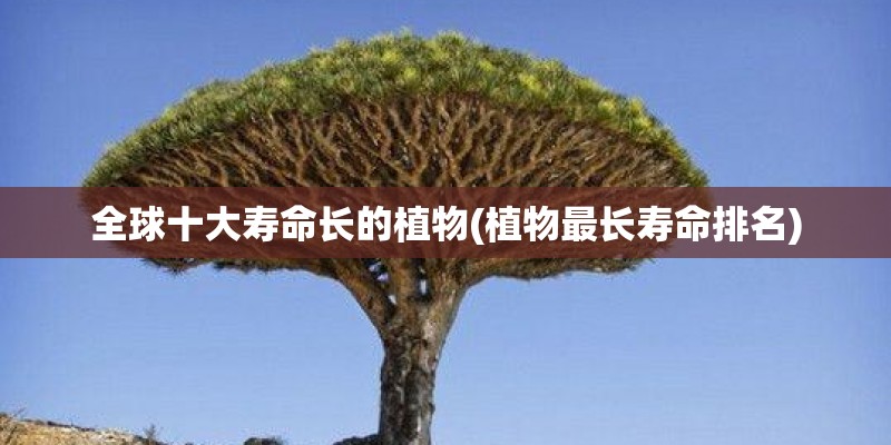 全球十大寿命长的植物(植物最长寿命排名)