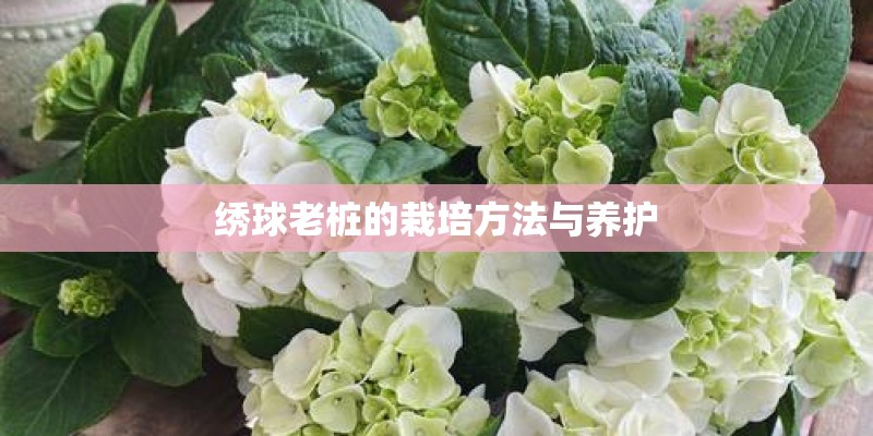 绣球老桩的栽培方法与养护