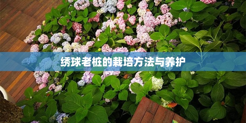 绣球老桩的栽培方法与养护
