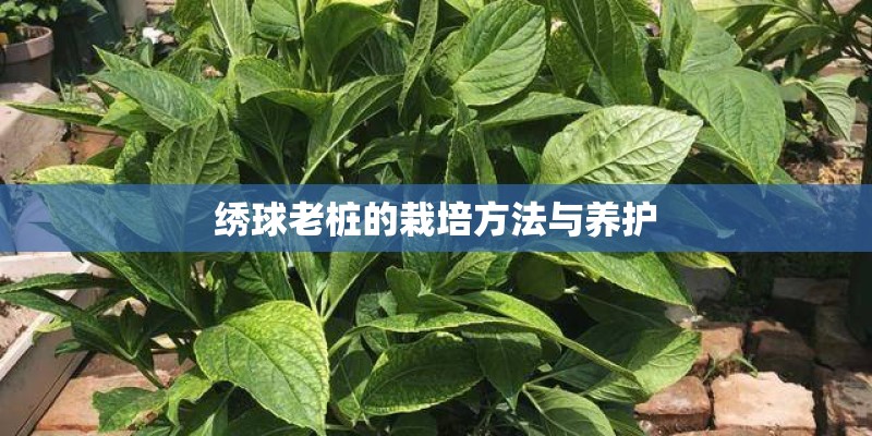 绣球老桩的栽培方法与养护