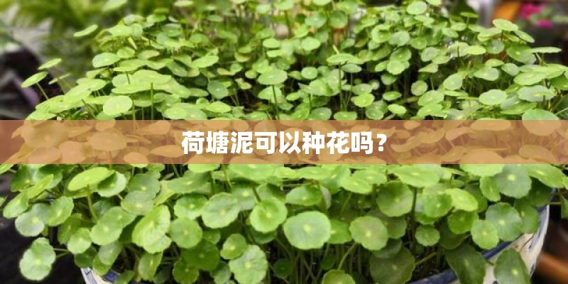 荷塘泥可以种花吗？