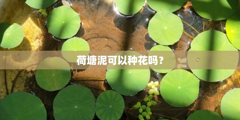 荷塘泥可以种花吗？