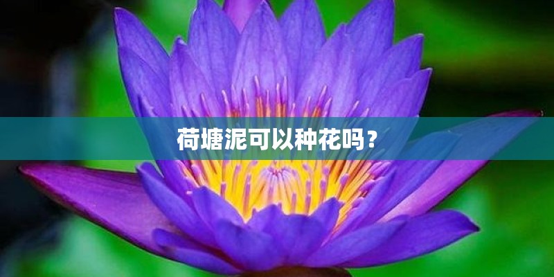荷塘泥可以种花吗？