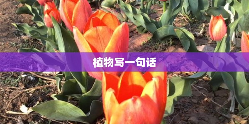植物写一句话