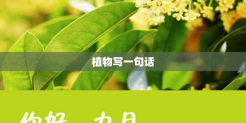 植物写一句话