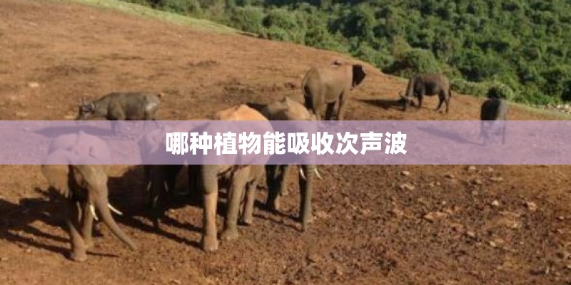 哪种植物能吸收次声波