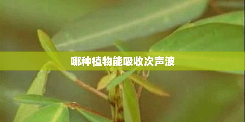 哪种植物能吸收次声波