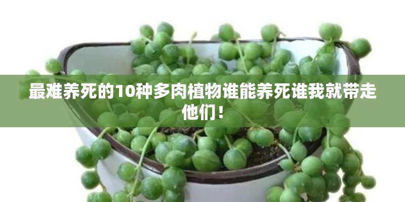 最难养死的10种多肉植物谁能养死谁我就带走他们！