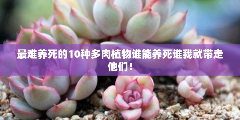 最难养死的10种多肉植物谁能养死谁我就带走他们！