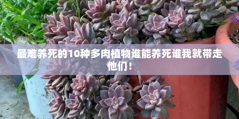 最难养死的10种多肉植物谁能养死谁我就带走他们！