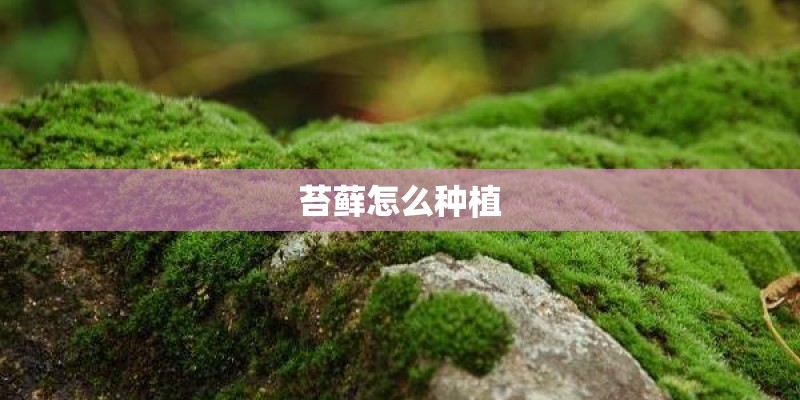 苔藓怎么种植