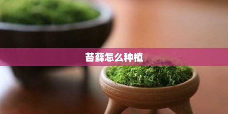 苔藓怎么种植