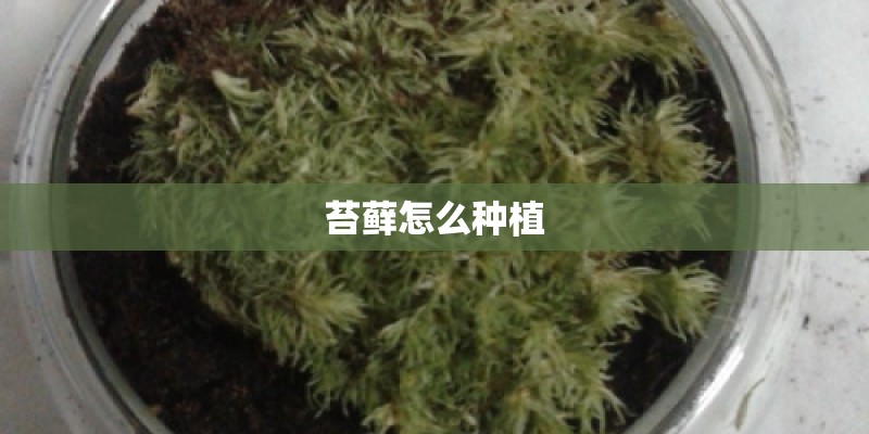 苔藓怎么种植