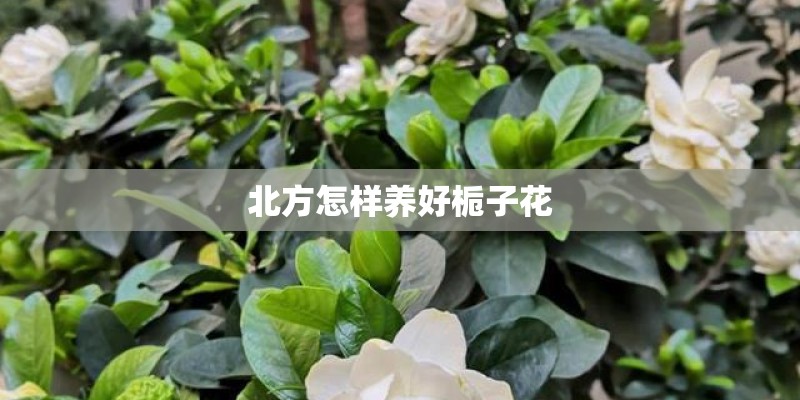 北方怎样养好栀子花 北方怎样养好栀子花