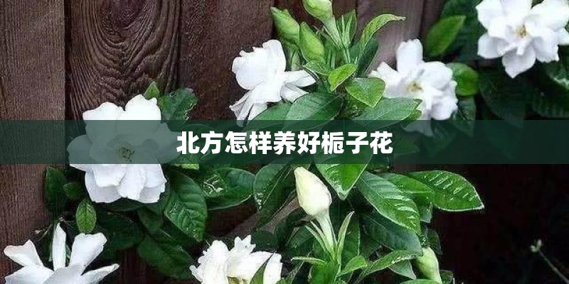 北方怎样养好栀子花 北方怎样养好栀子花