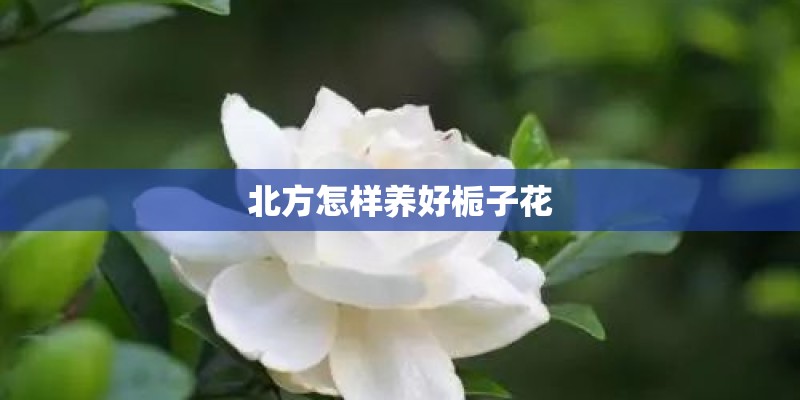 北方怎样养好栀子花 北方怎样养好栀子花