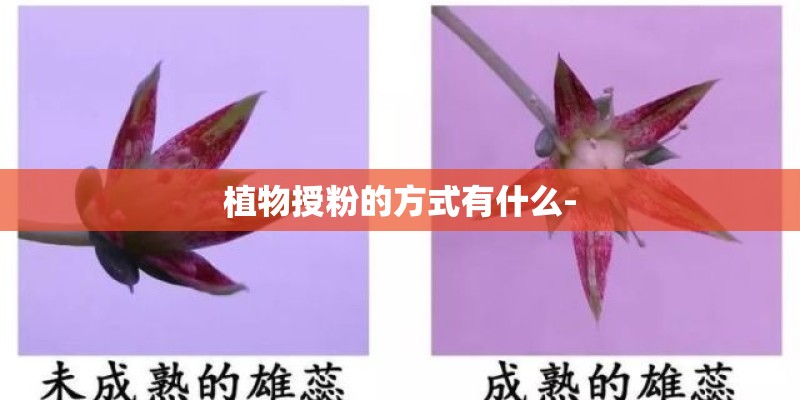 植物授粉的方式有什么-