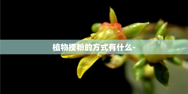 植物授粉的方式有什么-