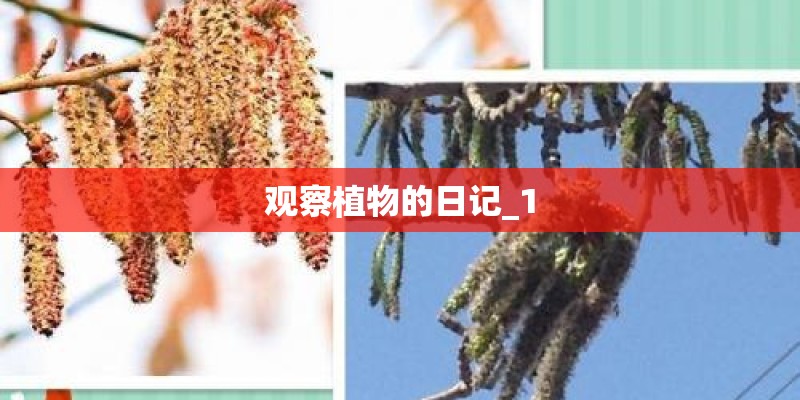 观察植物的日记_1