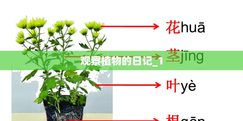 观察植物的日记_1