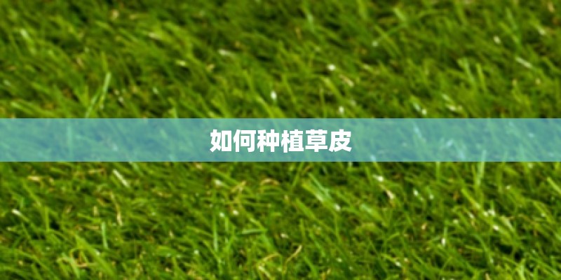 如何种植草皮