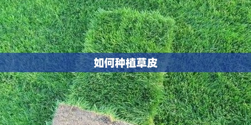 如何种植草皮