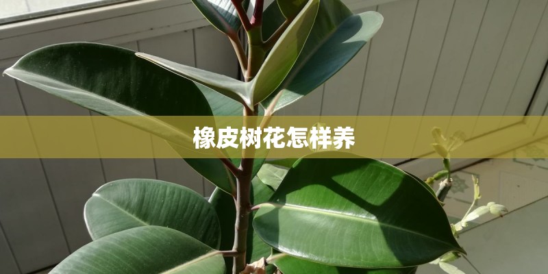 橡皮树花怎样养