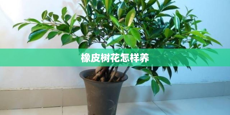 橡皮树花怎样养