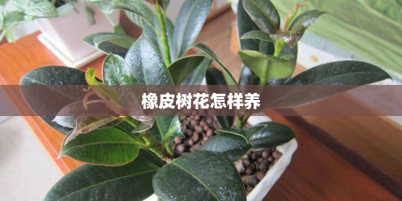 橡皮树花怎样养