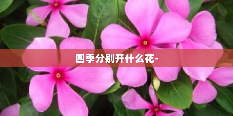 四季分别开什么花-