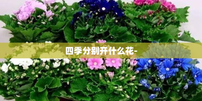 四季分别开什么花-