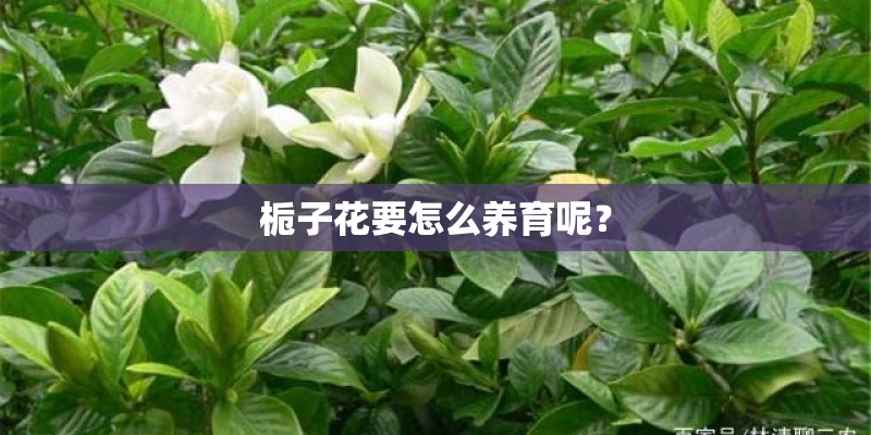栀子花要怎么养育呢？