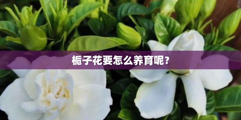 栀子花要怎么养育呢？