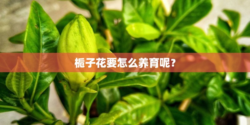 栀子花要怎么养育呢？