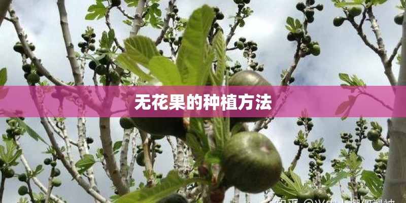 无花果的种植方法