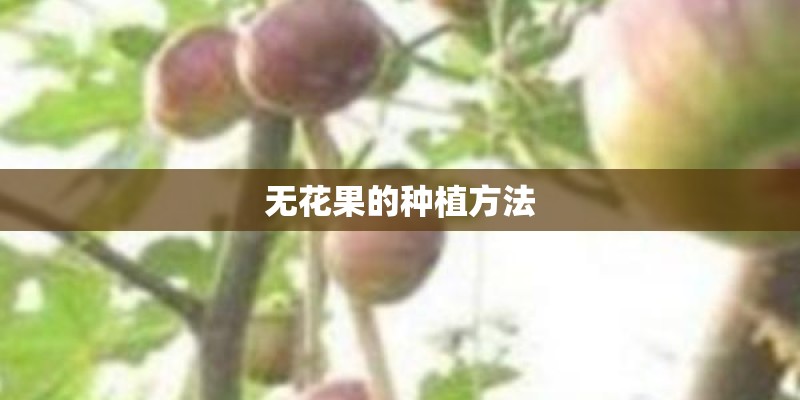 无花果的种植方法