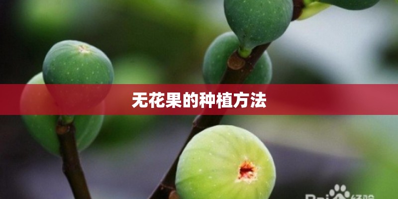 无花果的种植方法