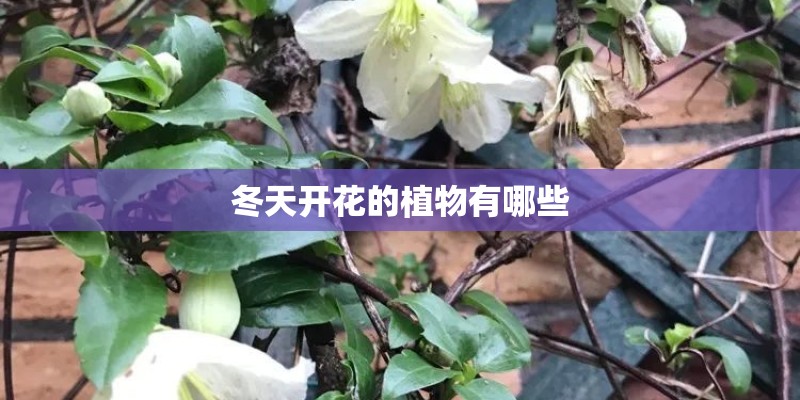 冬天开花的植物有哪些