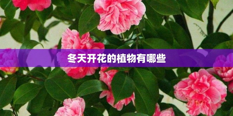 冬天开花的植物有哪些