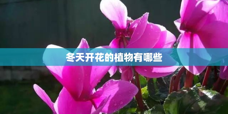 冬天开花的植物有哪些