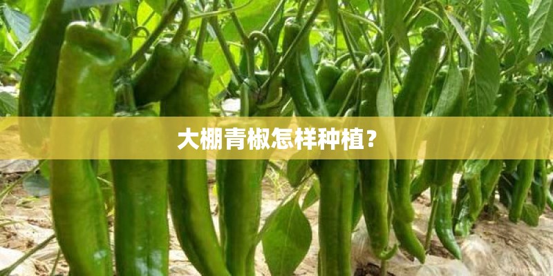 大棚青椒怎样种植？
